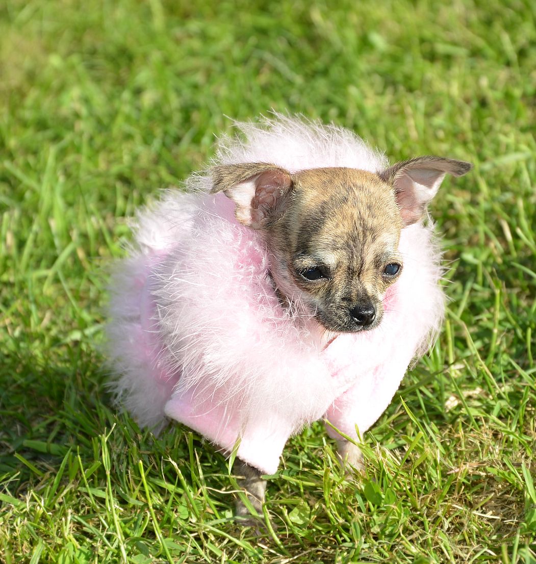 Pejsci a jejich potřeby