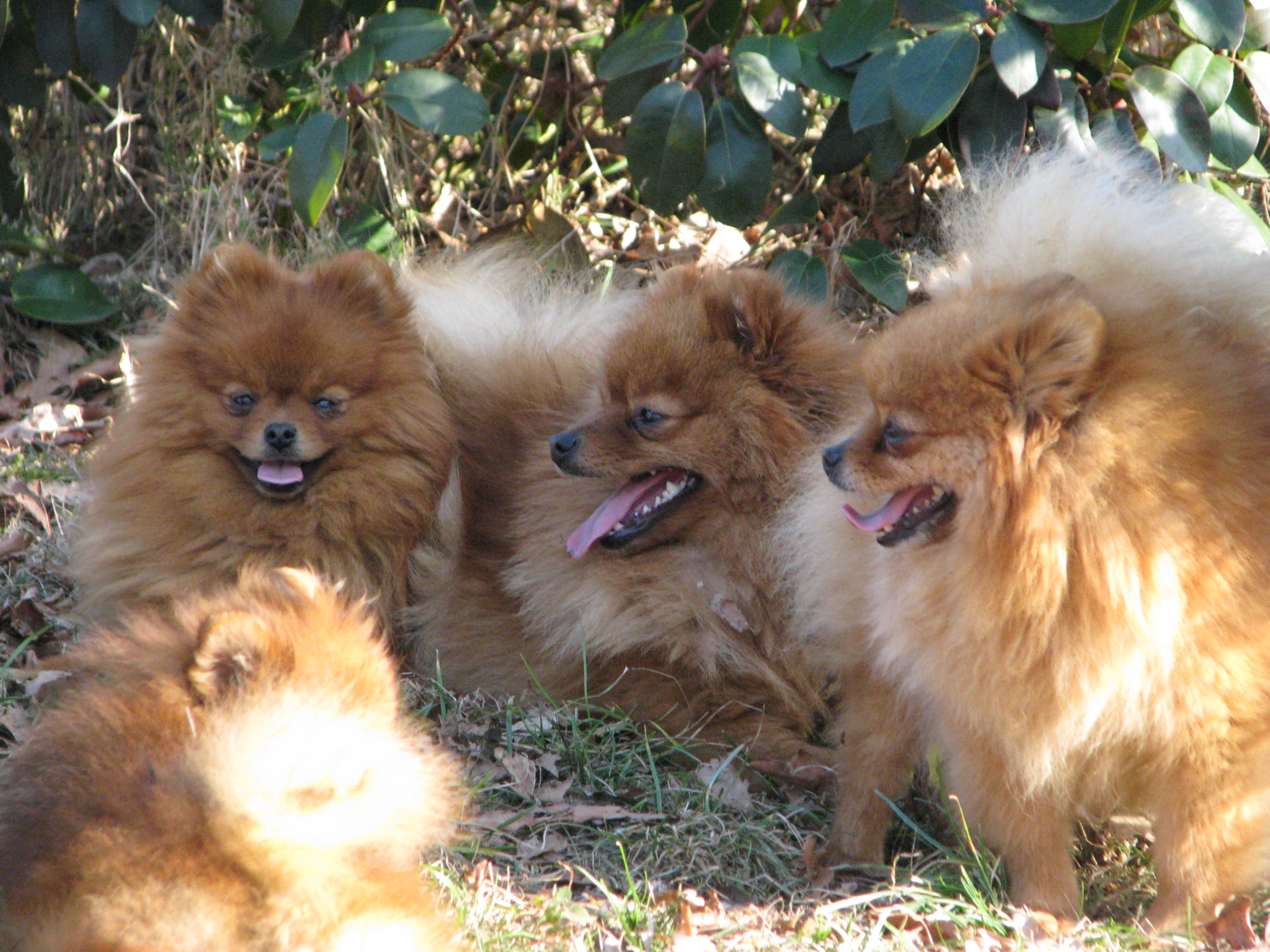 Výběr psího plemene