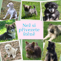 Pejsci a jejich potřeby