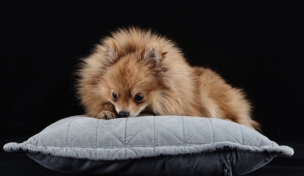 Pejsci a jejich potřeby