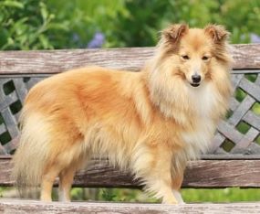 Pejsci a jejich potřeby