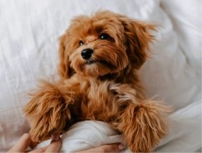 Výběr psího plemene