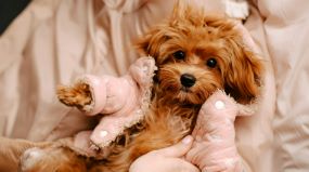 Pejsci a jejich potřeby