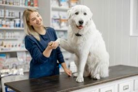 Pojištění Mazlíčků pro psy a kočky