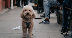 Když váš pes způsobí škodu – kdo to zaplatí?