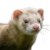 FRETKY, POTŘEBY PRO FRETKY