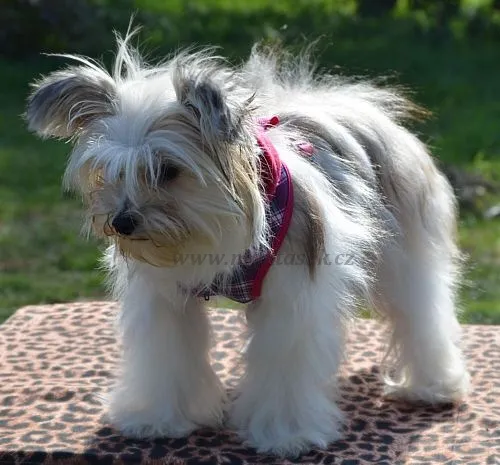 Postroj pro malého psa, s kapucí růžový