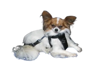 Bezpečnostní pás pro psa + postroj do auta