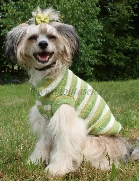 Svetr pro psy zelený