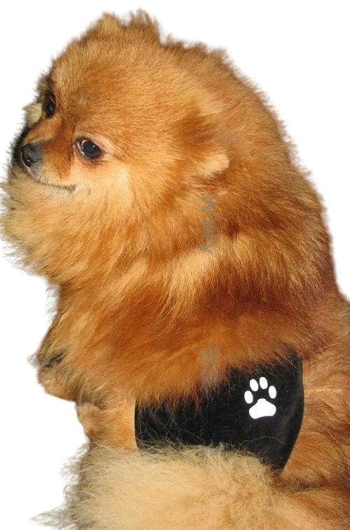 Kalhotky pro hárající fenky černé