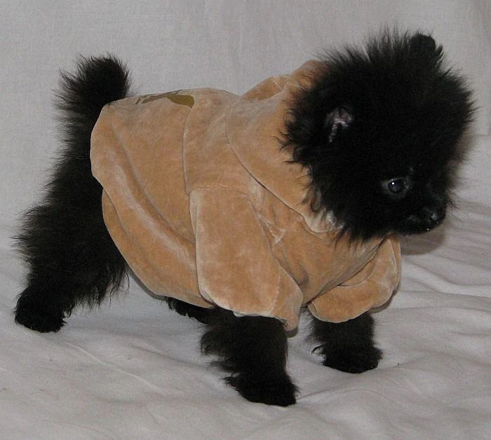 Mikina pro malého psa, béžová bunny