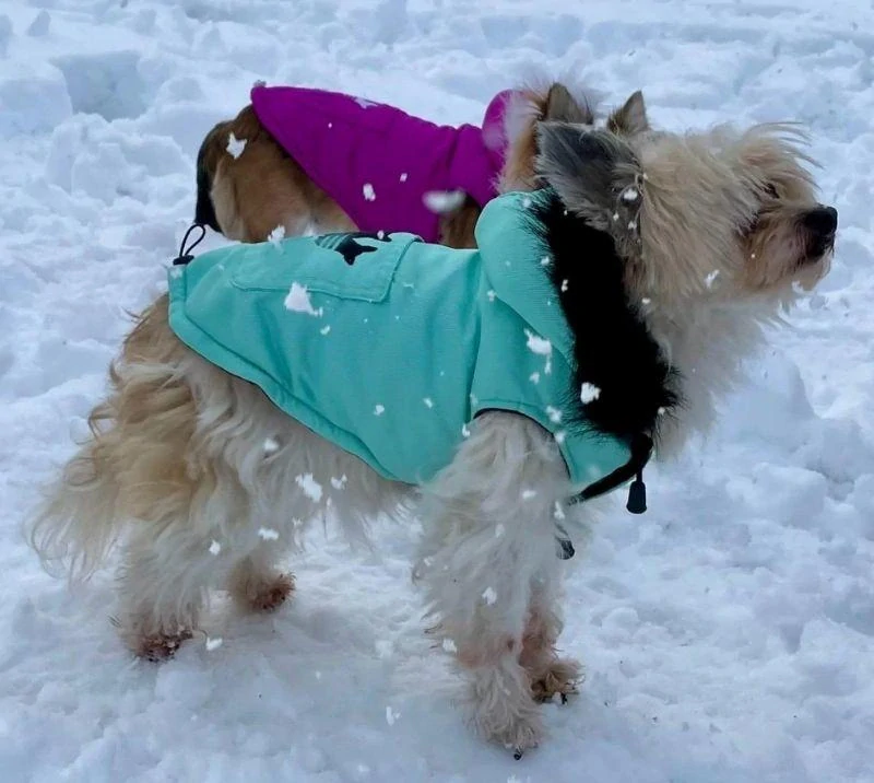 Zimní vesta pro psa s kapucí 36-41cm petrolejová