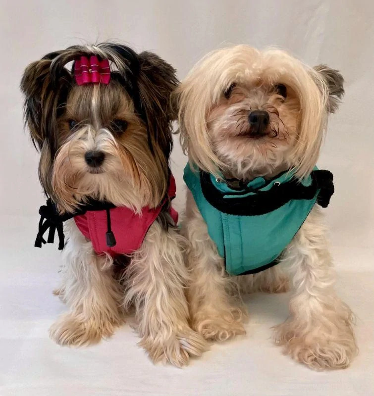 Zimní vesta pro psy se šálou 35-45cm zelená