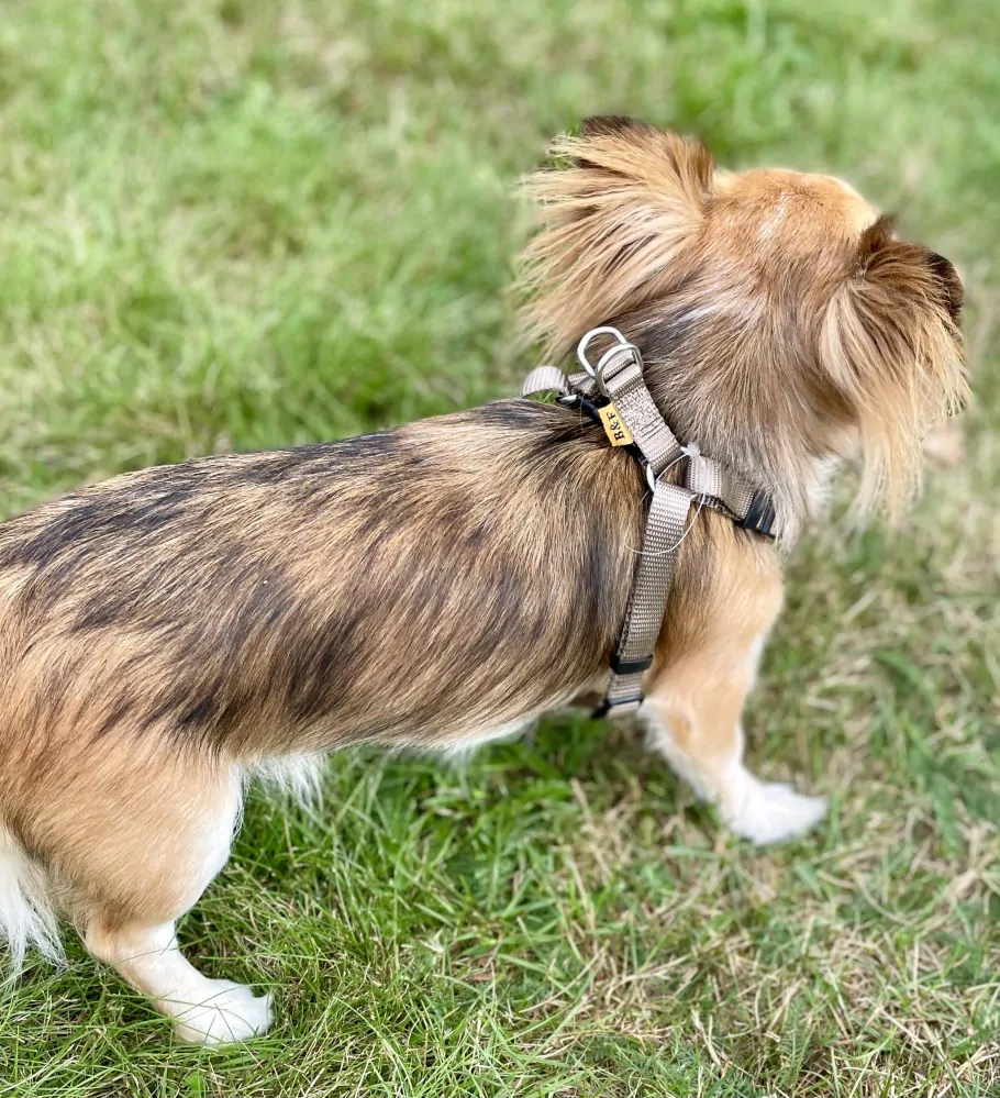 Postroj pro psa 15mm červená