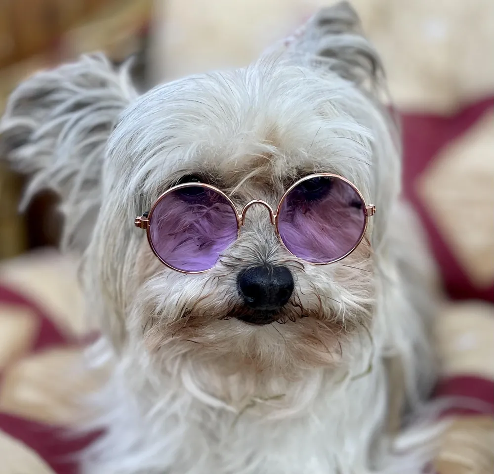 Kovové sluneční brýle pro psa černá