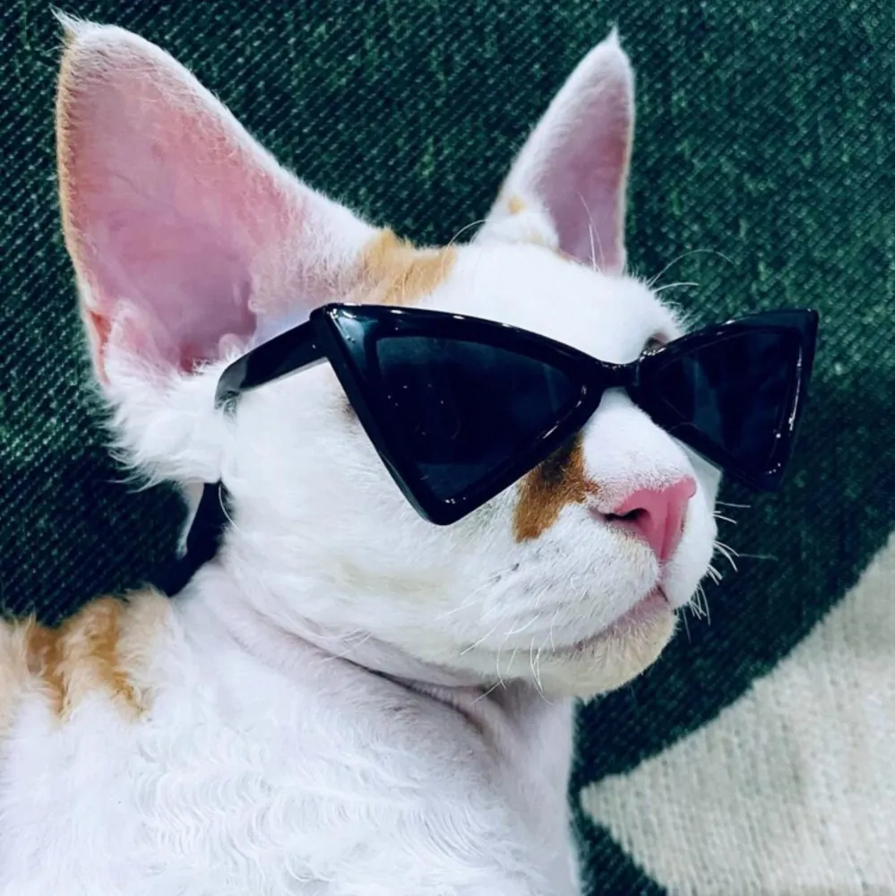 Černé sluneční brýle pro psa, kočku
