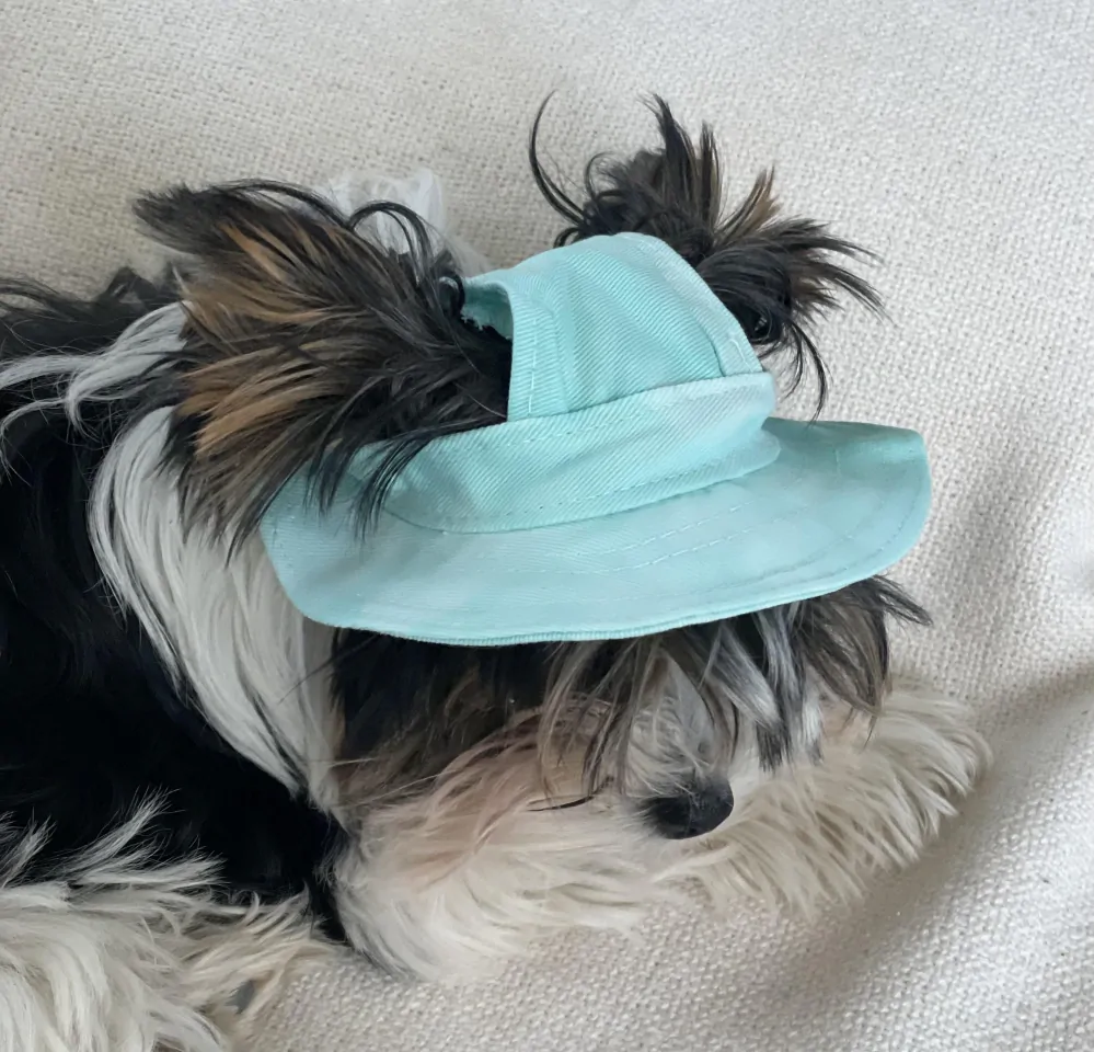 Zelený klobouk pro psa, kočku