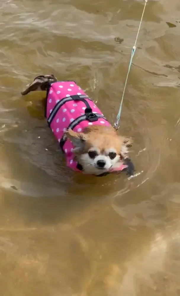 Plovací vesta pro psa růžová 