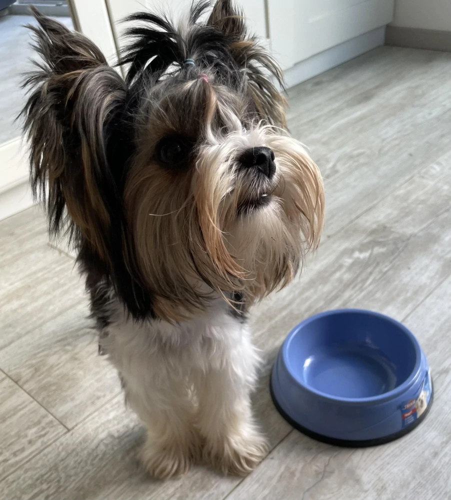 Plastová miska pro psa HEAVY s gumovým okrajem 0,5 l /ø 14 cm