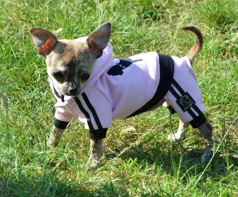 Teplákovka pro psy s výšivkou čivava pro fenky