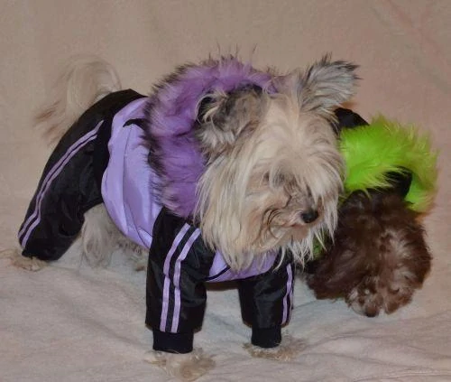 Zimní kombineza pro psa, oblečky pro psy 2. jakost 