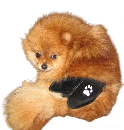 Kalhotky pro hárající fenky černé