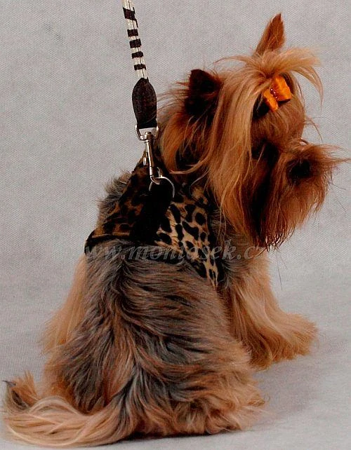 Postroj pro menšího psa leopard