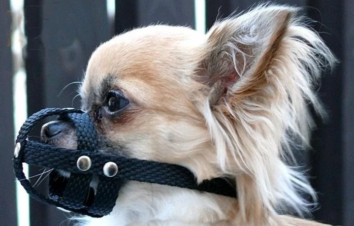 Nylonový náhubek mini plemena