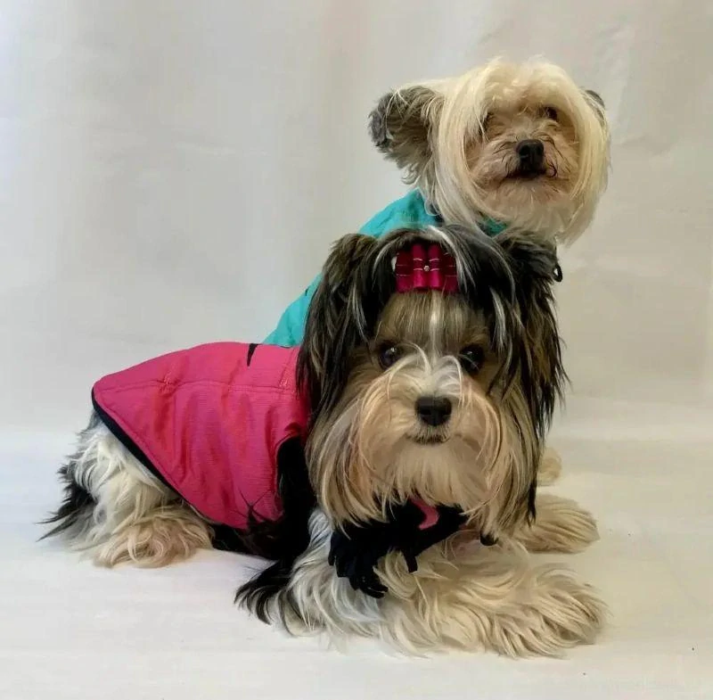 Zimní vesta pro psy se šálou 35-45cm zelená