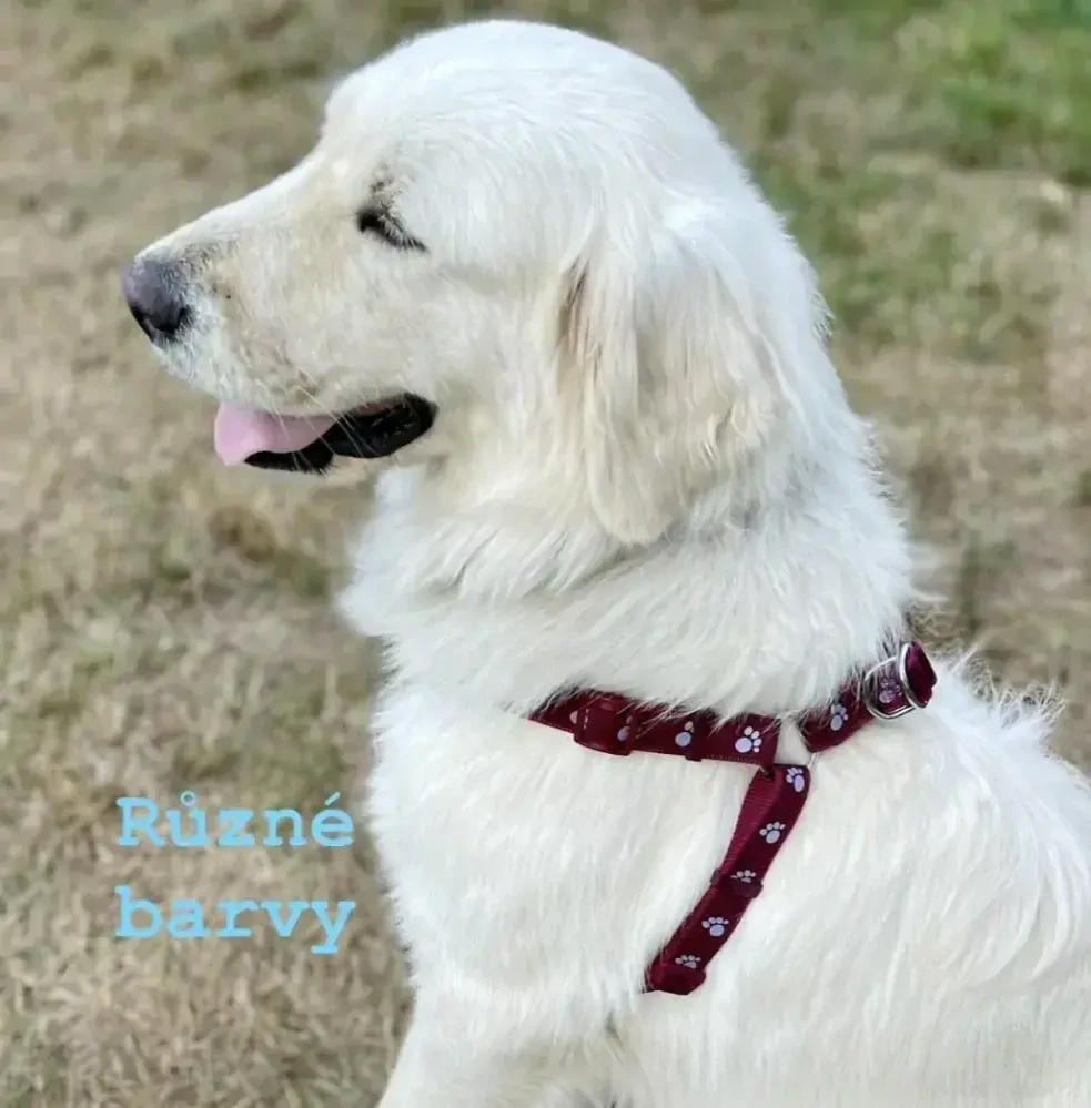 Postroj pro psa tlapky 20mm