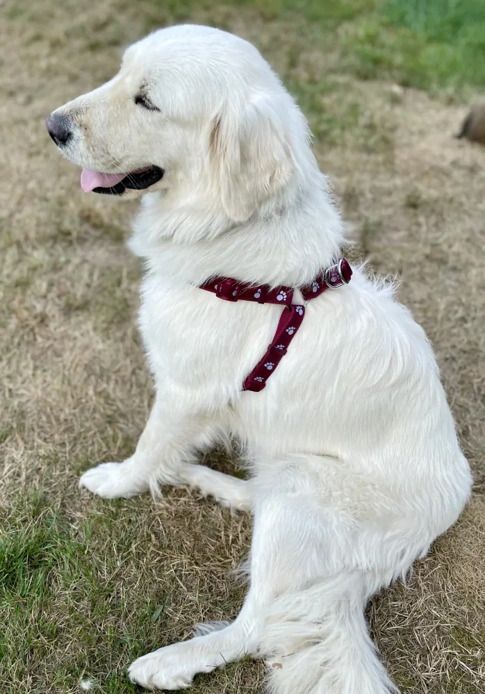 Postroj pro psa tlapky 25mm