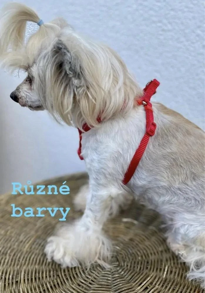 Postroj pro psa nylon 10mm