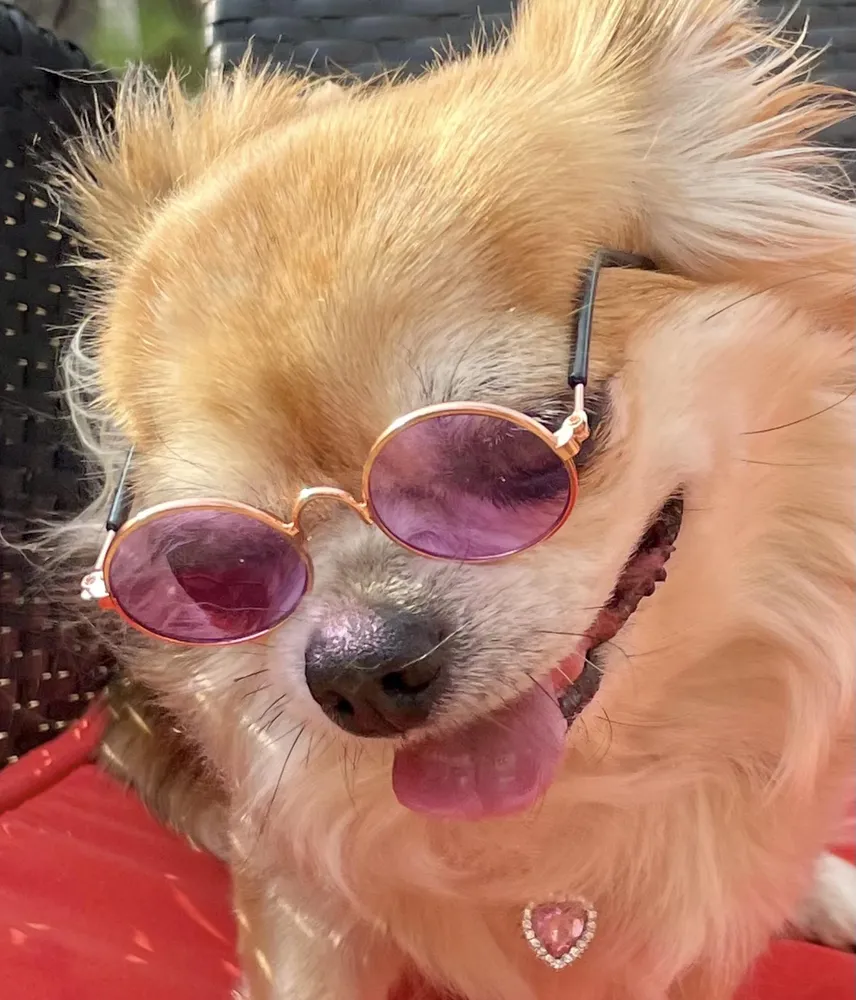 Kovové sluneční brýle pro psa černá