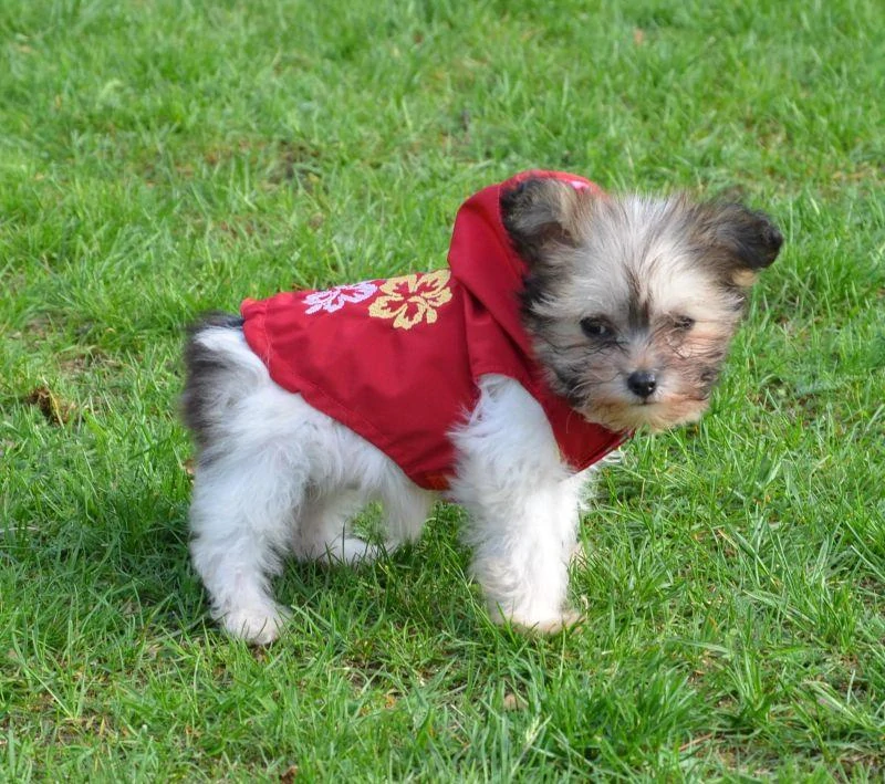 Vesta pro psa 30-38cm