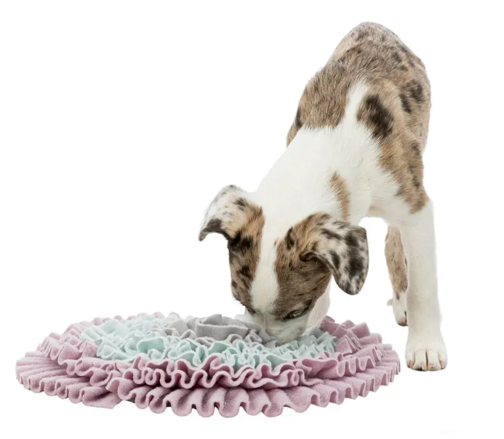 Čichací kobereček, aktivní zábava pro psa