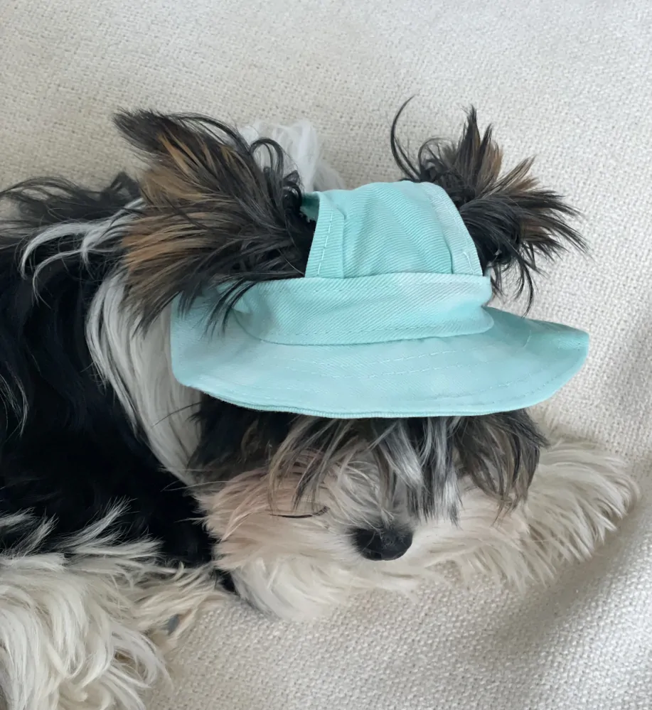 Zelený klobouk pro psa, kočku