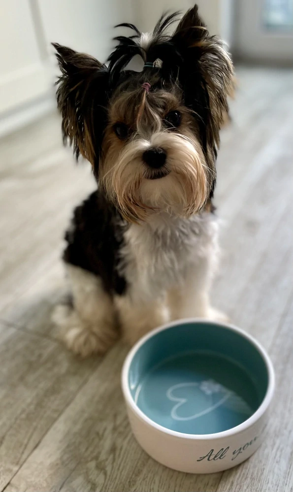 Keramická miska pro psa - Pet´s home keramická miska, krémovo/ petrolejová 0,8 l/ ø 16 cm