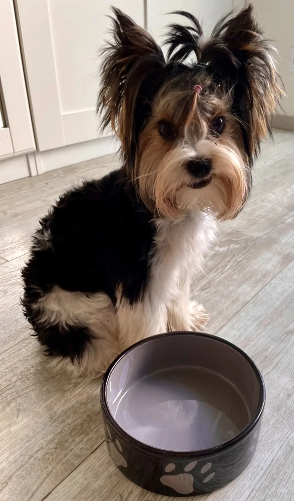 Keramická miska pro psa - Keramická miska - hnědá/tmavě šedá, tlapky 0,8 l/ ø 16 cm