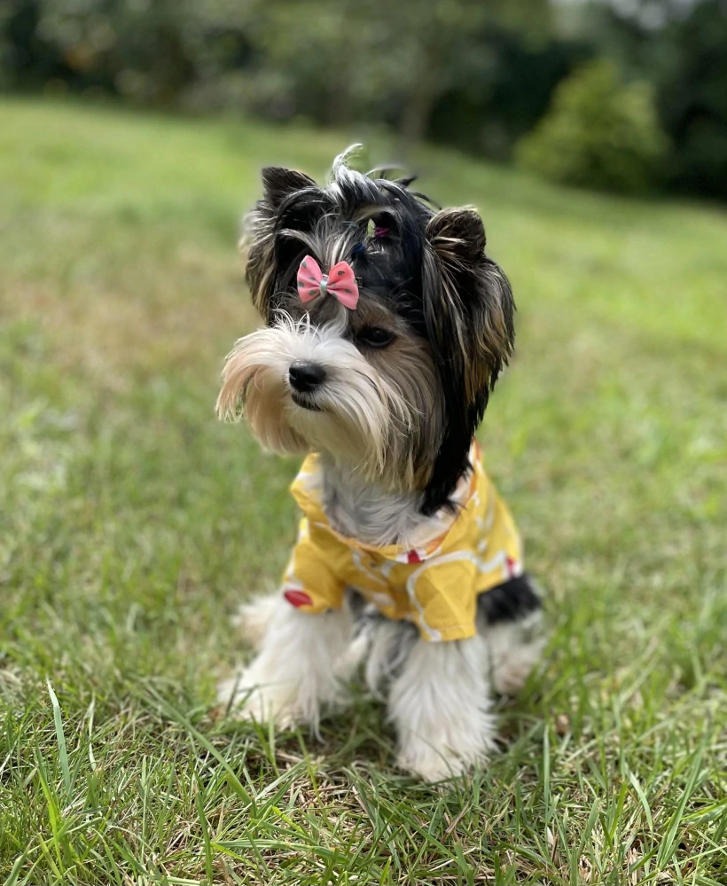 Žlutá bunda do deště pro štěně  20cm