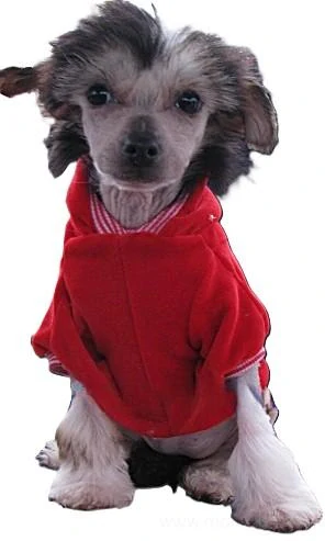 Mikina pro psa červená lístky