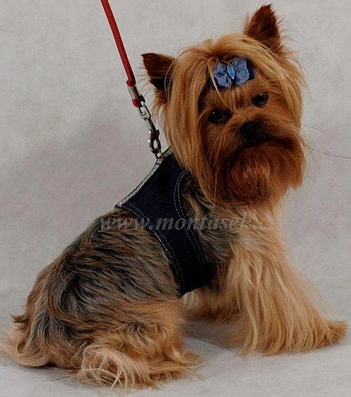 Postroj pro menšího psa, vesta jeans DOPRODEJ