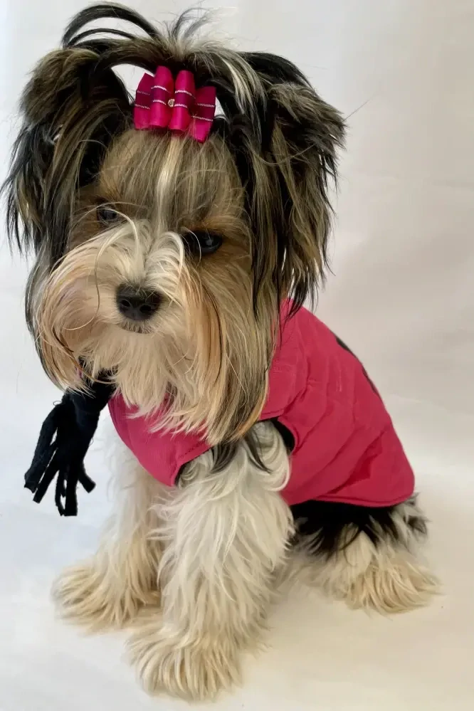 Zimní vesta pro psy se šálou 35-45cm zelená