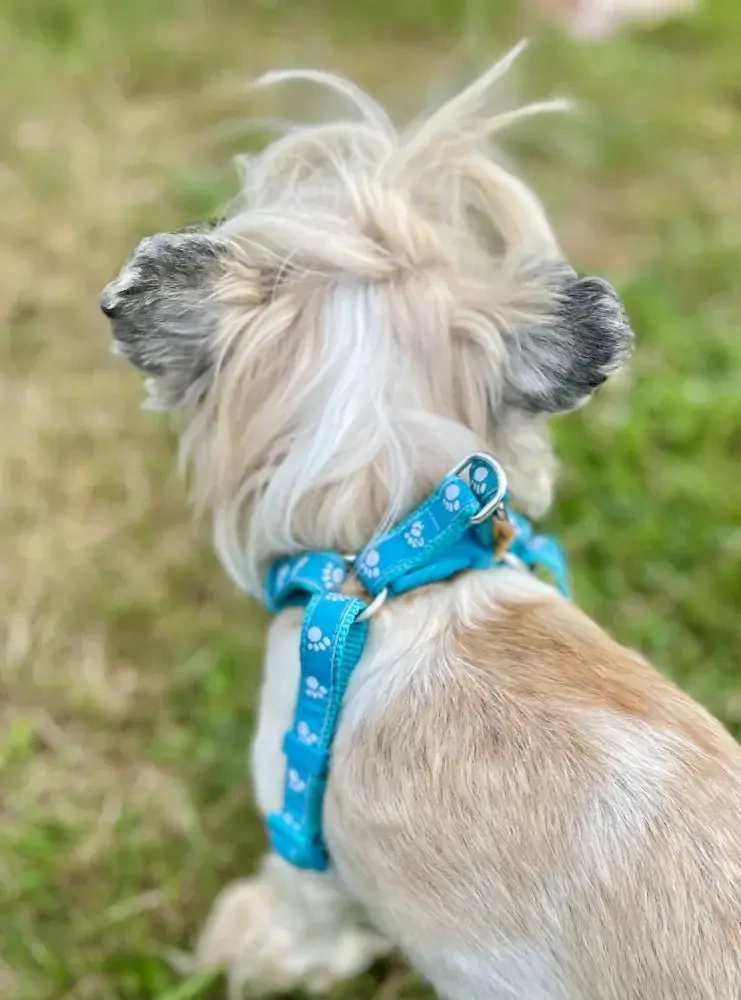 Postroj pro psa tlapky 15mm