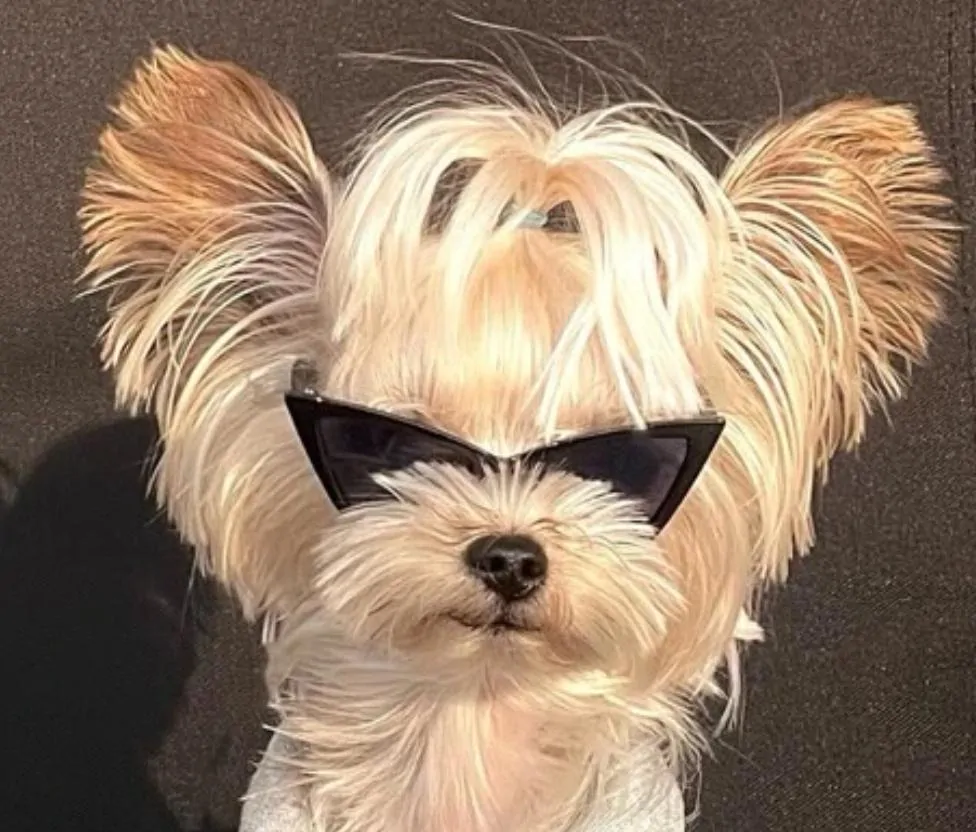 Černé sluneční brýle pro psa, kočku