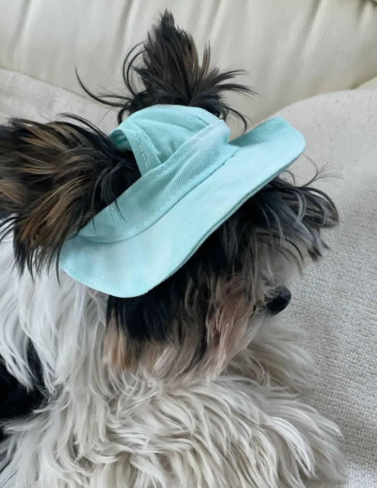 Zelený klobouk pro psa, kočku