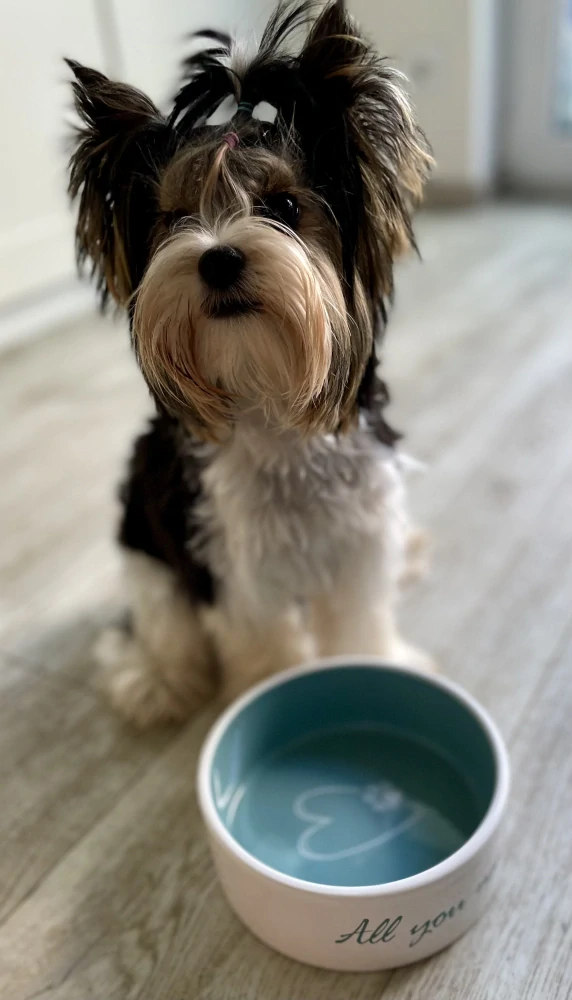 Keramická miska pro psa - Pet´s home keramická miska, krémovo/ petrolejová 0,8 l/ ø 16 cm