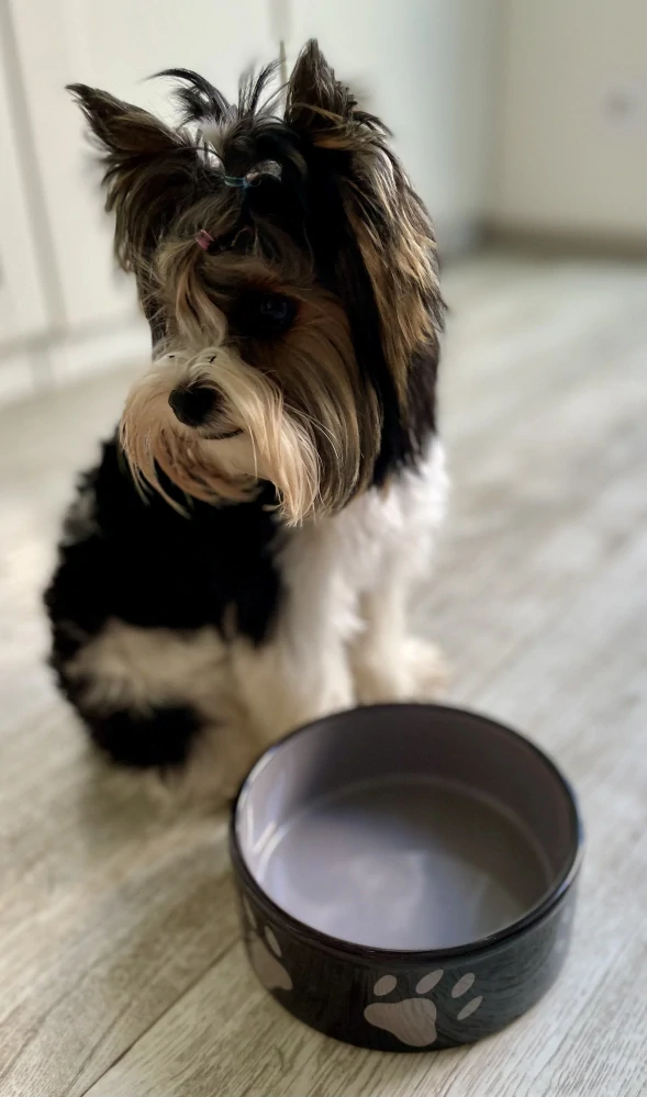 Keramická miska pro psa - Keramická miska - hnědá/tmavě šedá, tlapky 0,8 l/ ø 16 cm