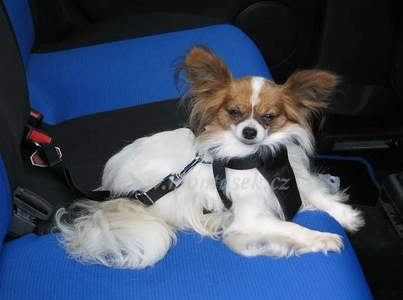Bezpečnostní pás pro psa + postroj do auta
