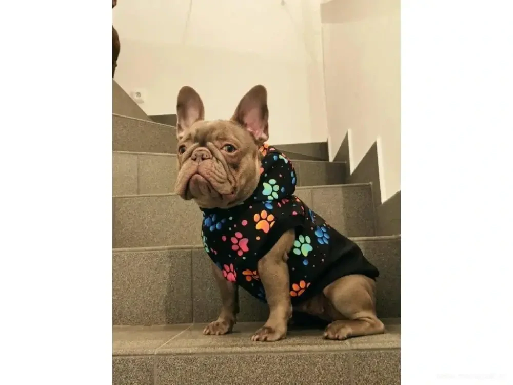 Zateplená softshellová bunda pro psa tlapky