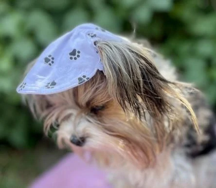 Kšiltovka pro psa tlapky